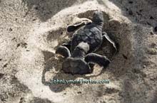 024 Hatching Sea Turtles