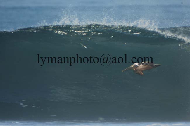 Playa Avellanas 2