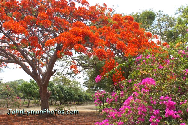 007 Blooming Trees  Costa Rica