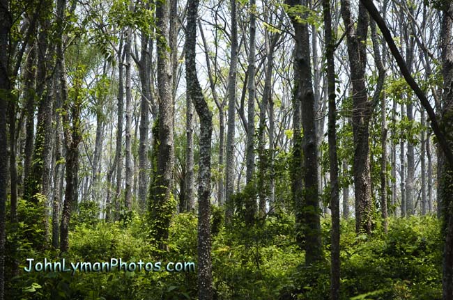 022 Guanacaste Forest  Costa Rica